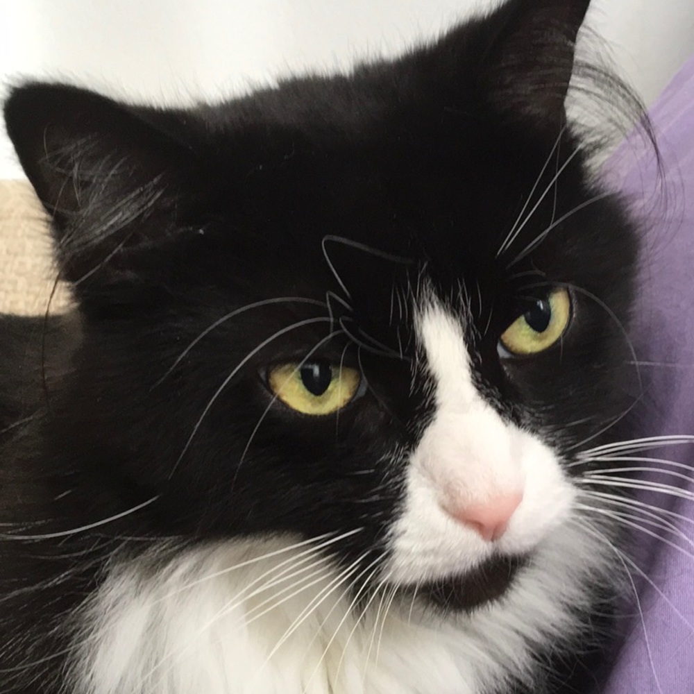 Meet your Posher, Brigette